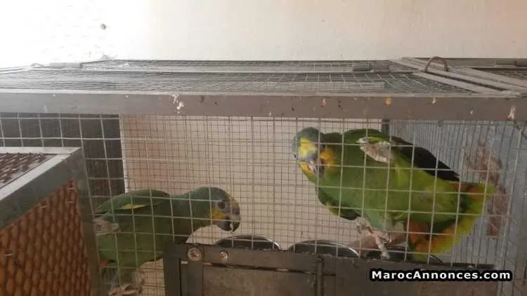 Couple perroquet à vendre - الناظور