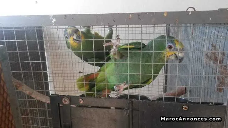 Couple perroquet à vendre - الناظور (2)