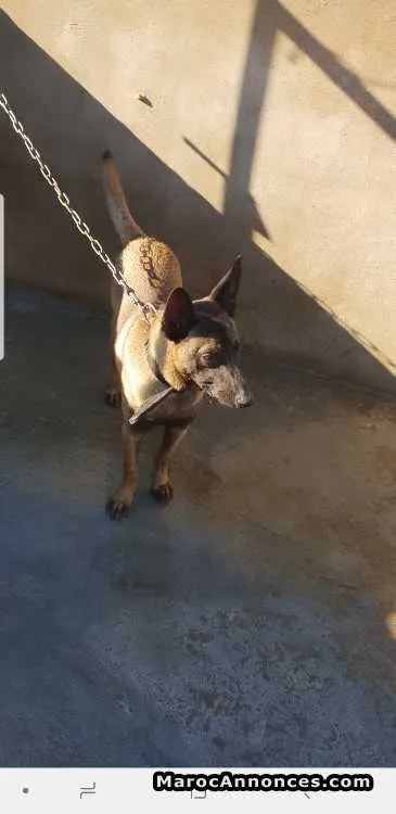 Malinois 5 mois à vendre - الدار البيضاء (3)