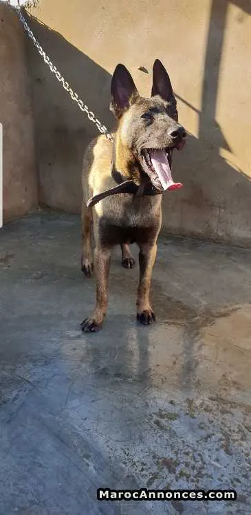 Malinois 5 mois à vendre - الدار البيضاء (2)