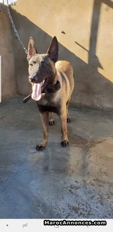 Malinois 5 mois à vendre - الدار البيضاء