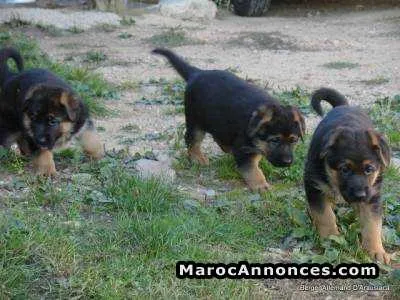 Chiots berger allemand - مرتيل