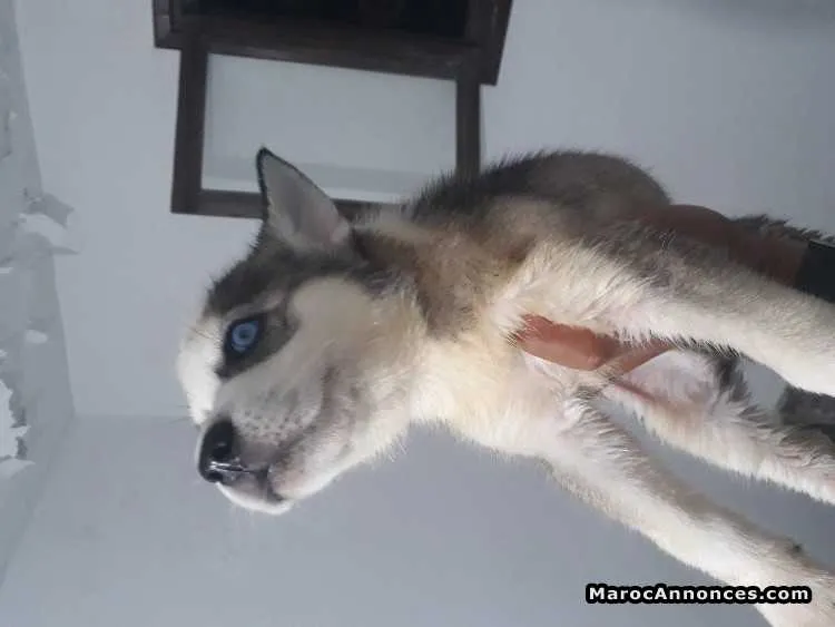 Chiots malamute alaska yeux bleu - الرباط
