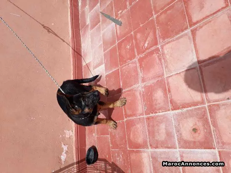 Chiots berger allemand - الرباط