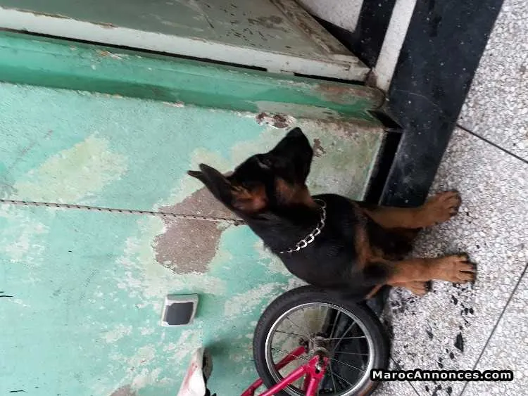 Chiots berger allemand - الرباط (2)