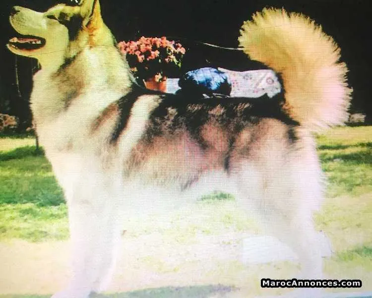 Chiots malamute alaska yeux bleu - الرباط (2)