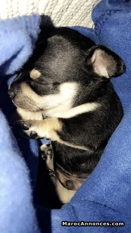 Chien chihuahua - الدار البيضاء (2)