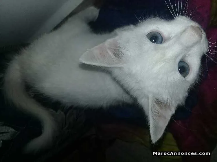 Chatton angora race pure  à vendre - الرباط