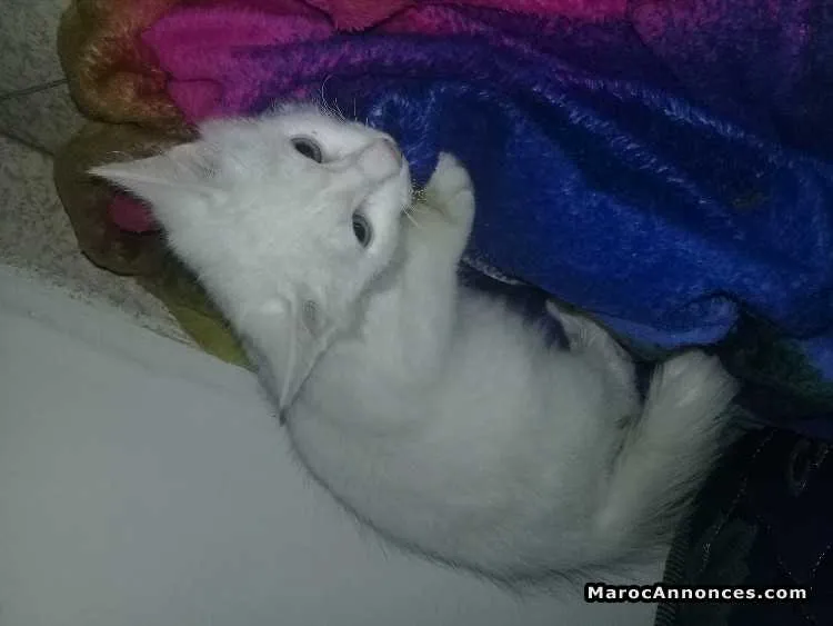 Chatton angora race pure  à vendre - الرباط (2)