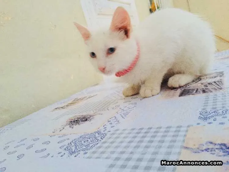 2 chats angora - الدار البيضاء (2)