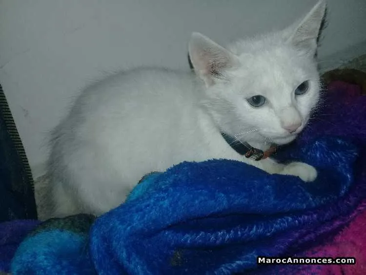 Chatton angora race pure  à vendre - الرباط (3)