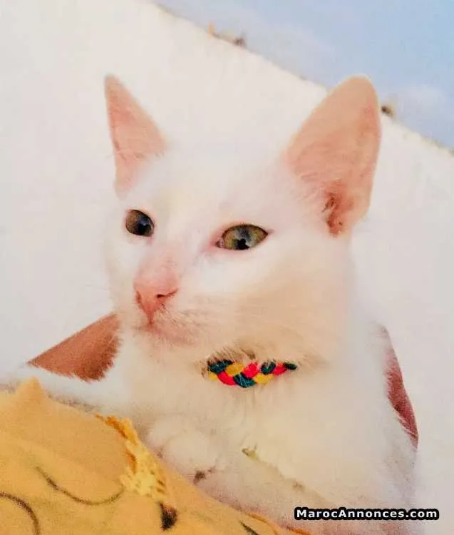 2 chats angora - الدار البيضاء