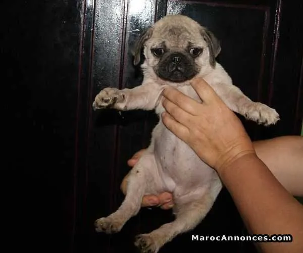 Chiot carlin - الرباط (3)