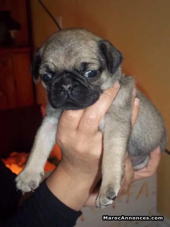 Chiot carlin - الرباط (2)