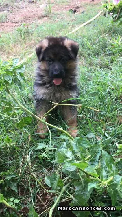 Chien  à vendre - الدار البيضاء (2)