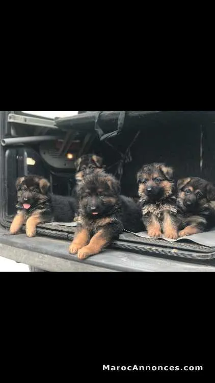 Chien  à vendre - الدار البيضاء