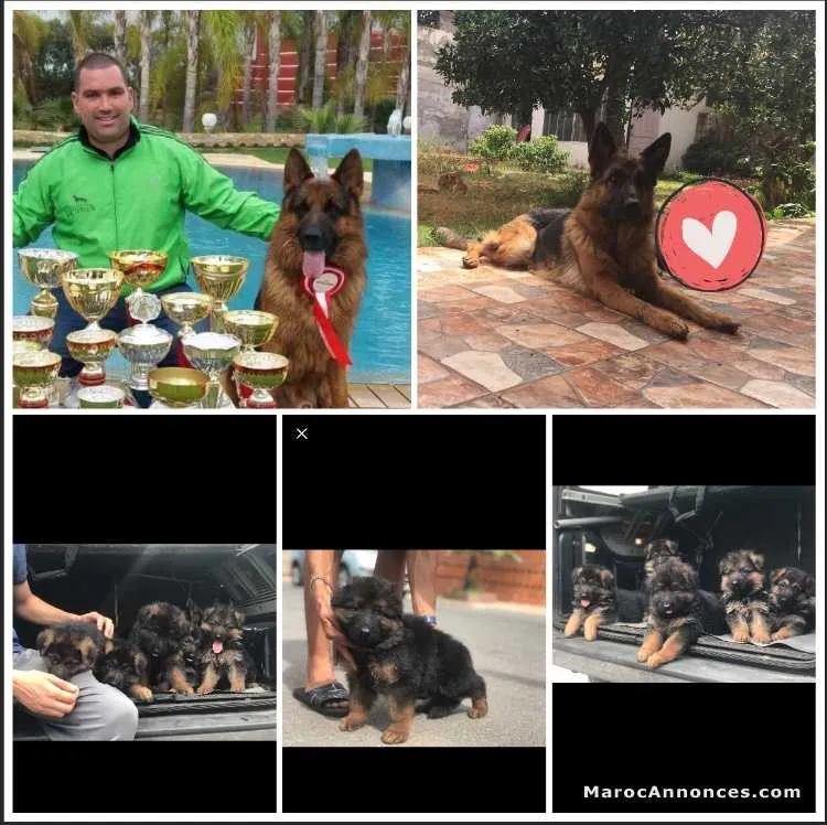 Chien  à vendre - الدار البيضاء (3)