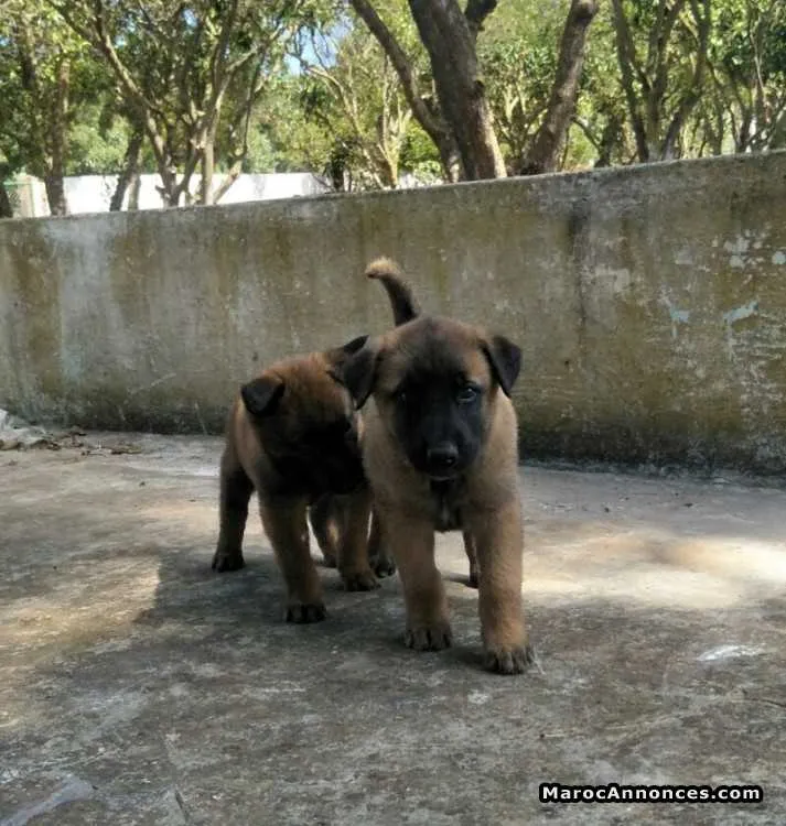 Chiens bergers malinois charbonnés - الدار البيضاء (3)