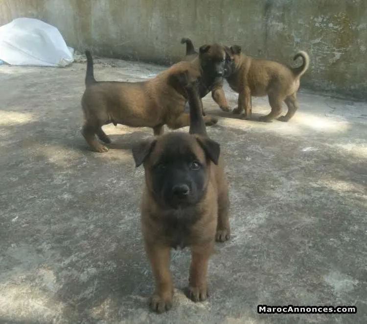 Chiens bergers malinois charbonnés - الدار البيضاء
