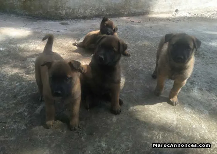 Chiens bergers malinois charbonnés - الدار البيضاء (2)