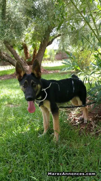 Chien policier a vendre - مراكش (2)