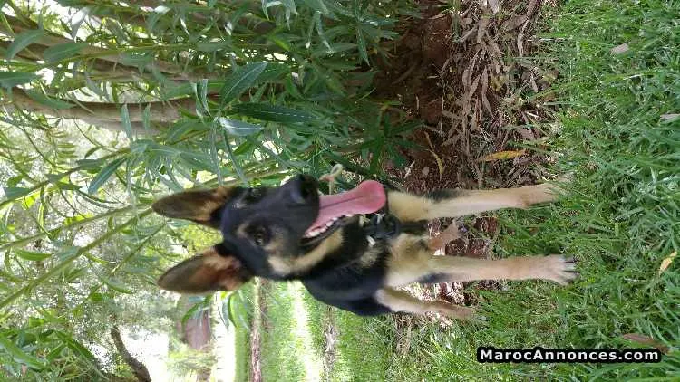 Chien policier a vendre - مراكش