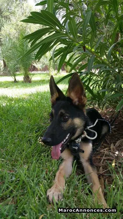 Chien policier a vendre - مراكش (3)