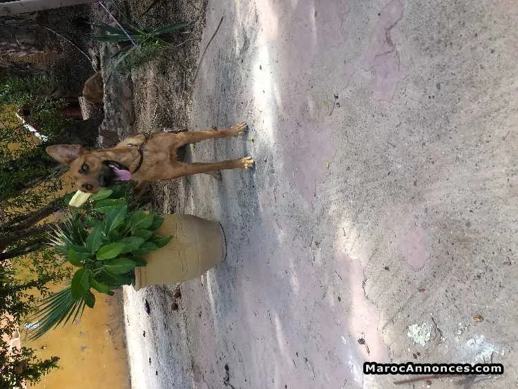 Malinois - مراكش