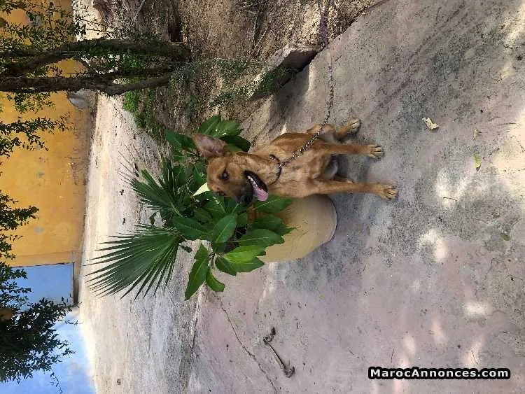 Malinois - مراكش (2)