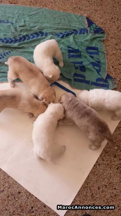 Husky de race pure - الدار البيضاء (3)