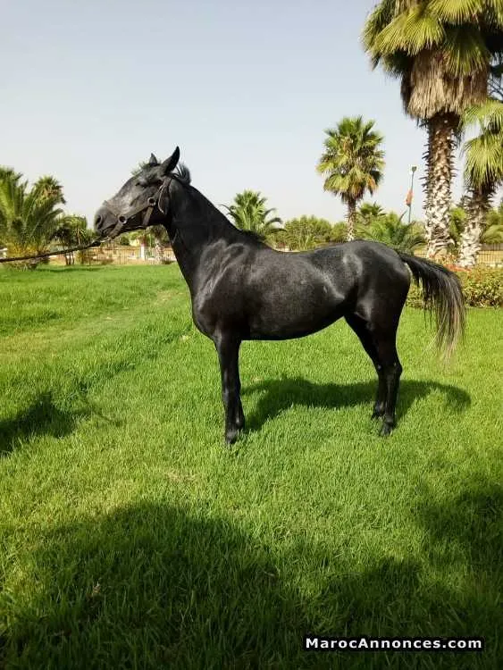 Cheval arabe barbe - الخميسات (3)