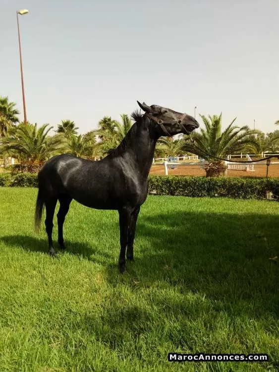 Cheval arabe barbe - الخميسات (2)