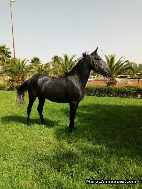 Cheval arabe barbe - الخميسات
