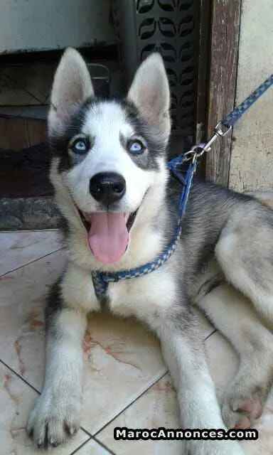 Chien hayski - بوزنيقة