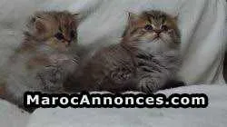 Chaton person - الدار البيضاء (3)