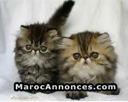 Chaton person - الدار البيضاء (2)