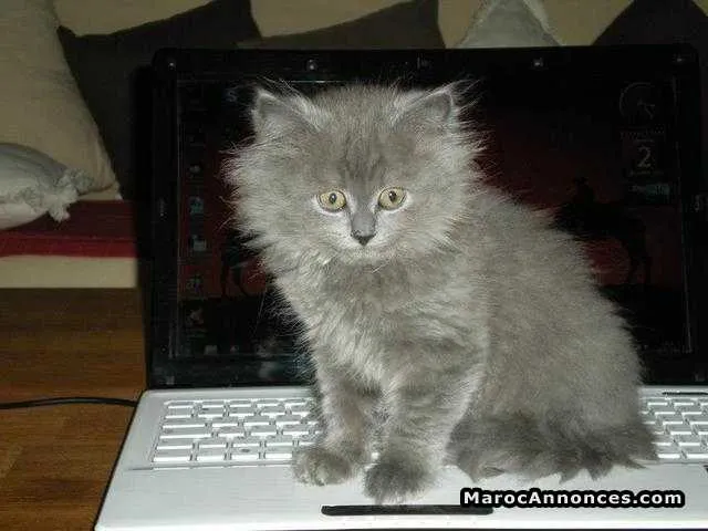 Chaton chartreux - الدار البيضاء