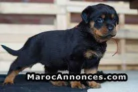 chiot rottweiler - الدار البيضاء