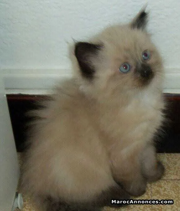 Chaton himalayen - الدار البيضاء