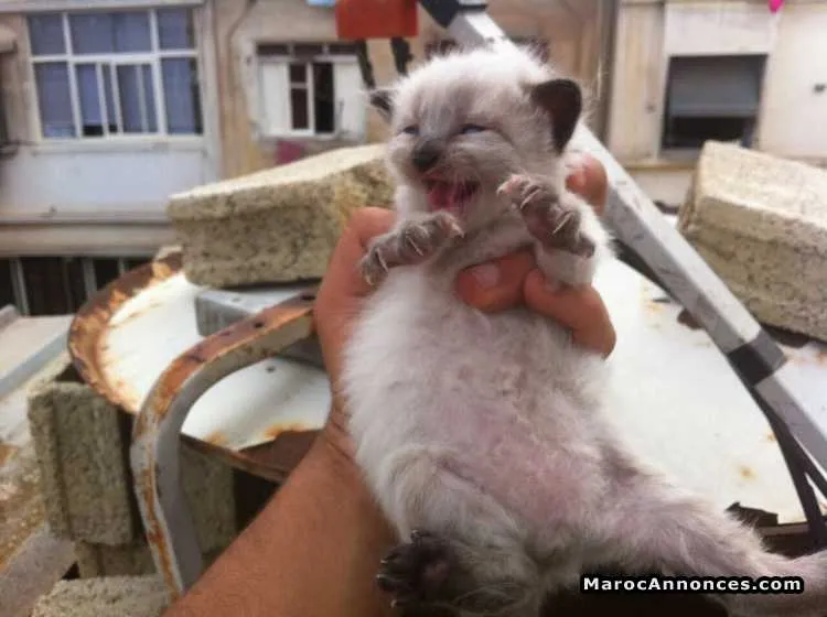 Chaton himalayen - الدار البيضاء (2)
