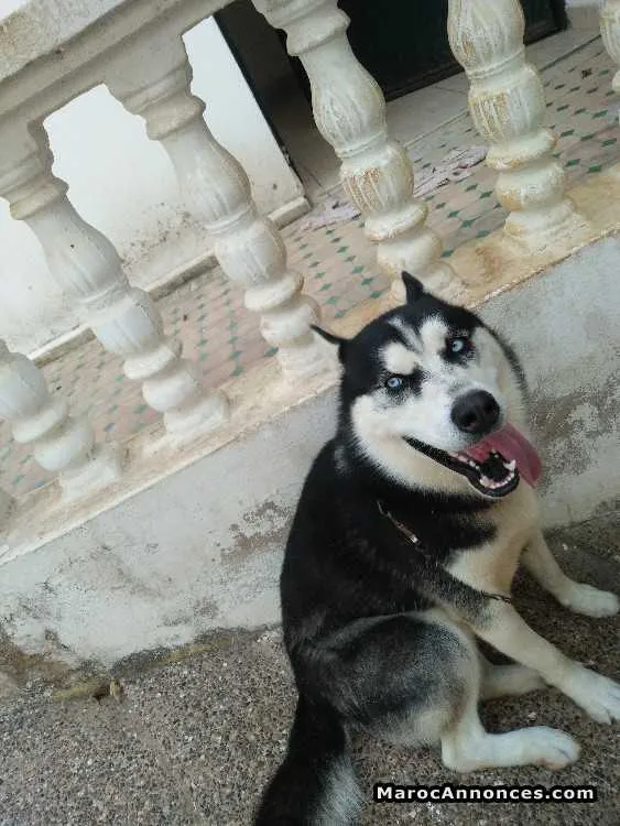 Husky sibérien à vendre - الدار البيضاء