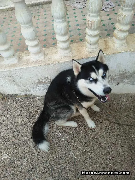 Husky sibérien à vendre - الدار البيضاء (2)