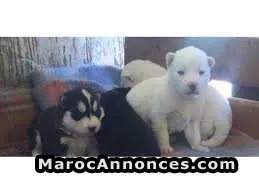 Chiot husky blanc avendre - طنجة