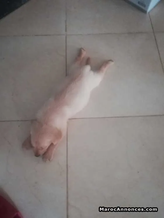 Labrador - الرباط