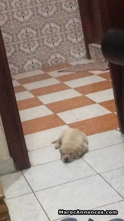 Labrador - الرباط (2)