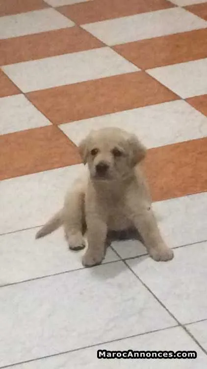 Labrador - الرباط (3)