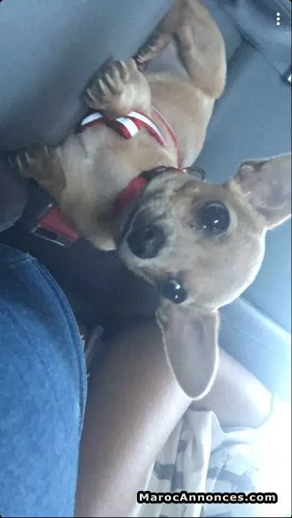 Chien a vendre - الدار البيضاء