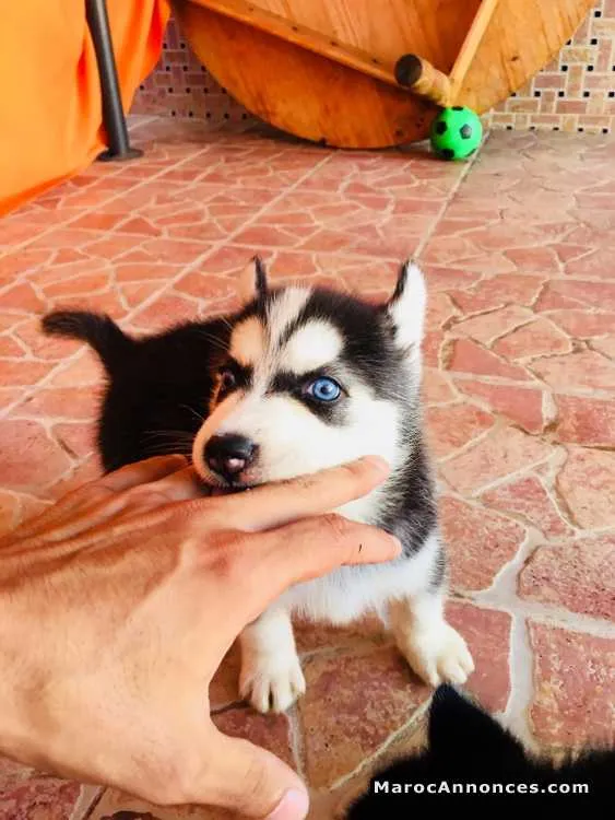 Husky sibérien - الرباط (2)