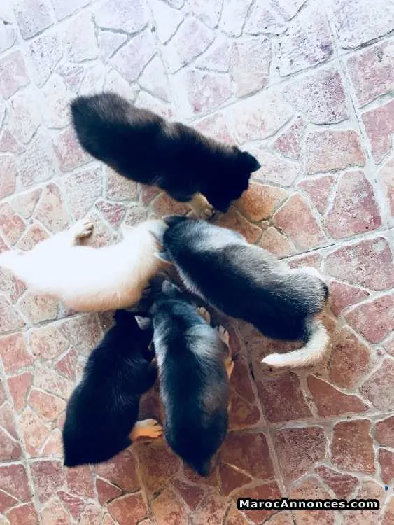 Husky sibérien - الرباط (3)