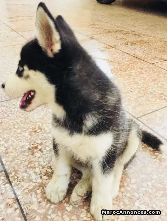 Chiot husky - الدار البيضاء (2)